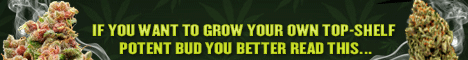 how to grow a cannabis plant