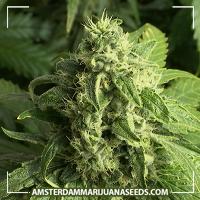 image of Big Bud Feminized marijuana plant