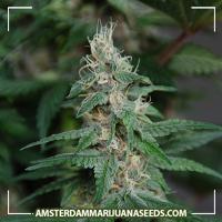 image of Blueberry Crisp (new) marijuana plant