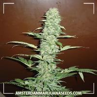 image of Charas marijuana plant