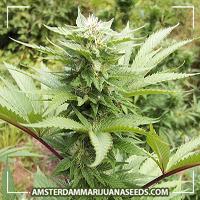 image of Dutch Dope marijuana plant
