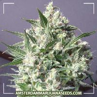 image of La Blanca Feminized (NEW) marijuana plant