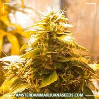 image of Maroc x Skunk Special marijuana plant