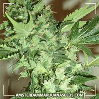 image of Master Kush x Northern Light marijuana plant