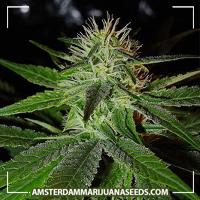 image of Misty marijuana plant