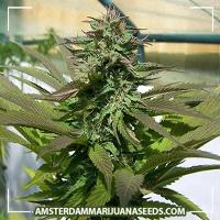 image of Purple Power marijuana plant