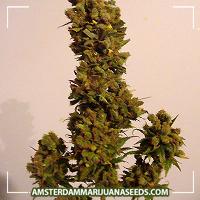 image of Skunk Red Hair marijuana plant