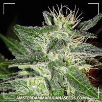 image of Strawberry Ice Feminized marijuana plant