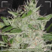 image of White Widow marijuana plant