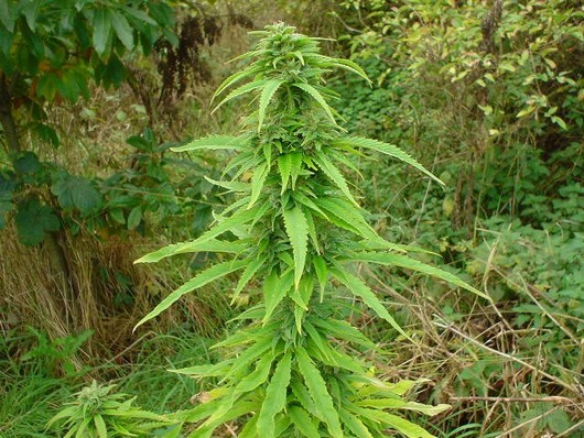 Outdoor Cannabis Bud Tree