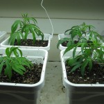 Transplanting Cannabis  in 5 Steps -  Easy Instructions
