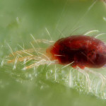 Pest Control - Get rid of ANY Spider Mite Infestation! 