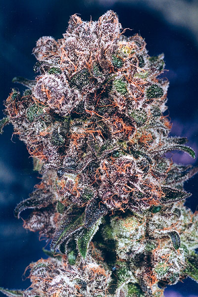 blueberrycannabis